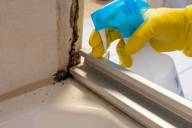 Why You Should Choose Our Mold Remediation Services in Osceola Mills, PA